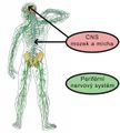 CNS.jpg