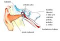 Anatomie ucha.jpg