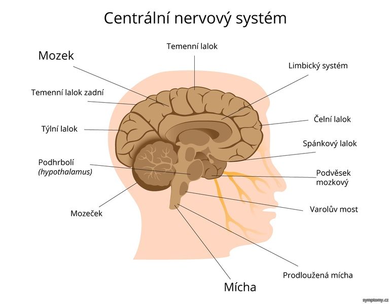 Soubor:Centralni-nervova-soustava-cloveka.jpg